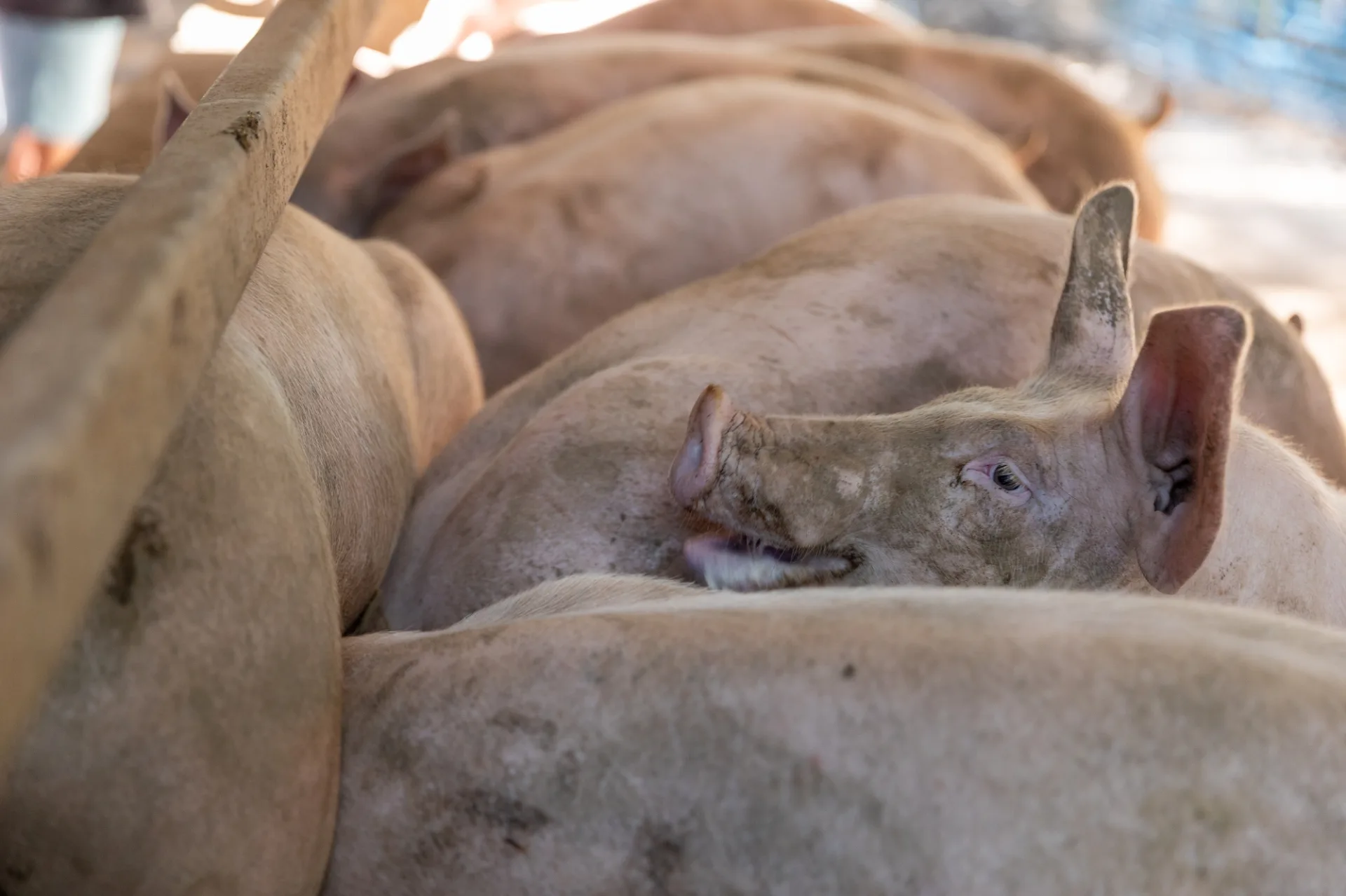 Une matinée à la ferme de Caroline, entre cochons, châtaignes et brebis