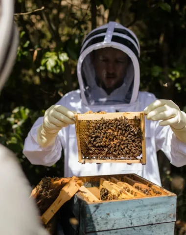 Baptême d’apiculture : une visite au cœur du rucher