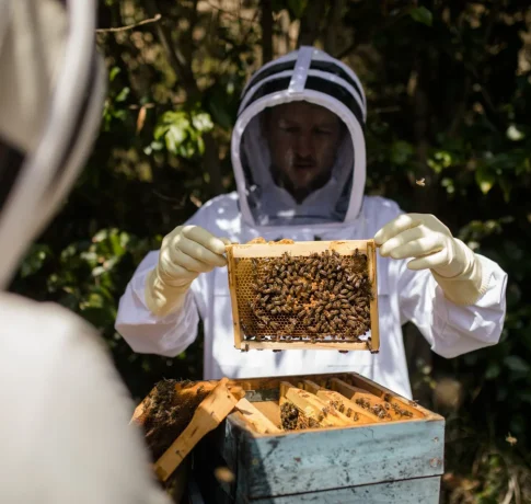 Baptême d’apiculture : une visite au cœur du rucher