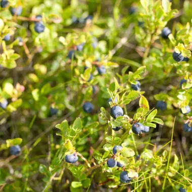 La myrtille sauvage