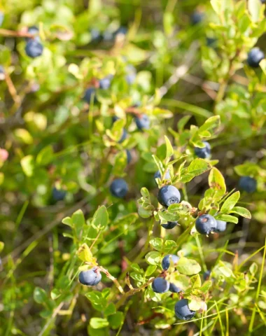 La myrtille sauvage