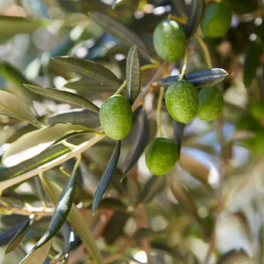 Huile d’olive