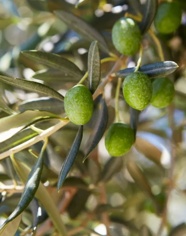 Huile d&rsquo;olive