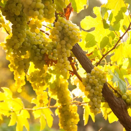Les vins d&rsquo;Ardèche