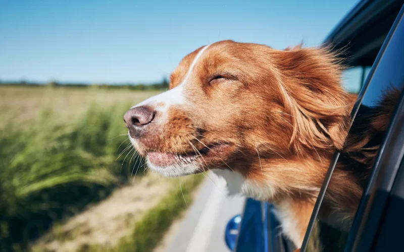 Venir avec mon chien
