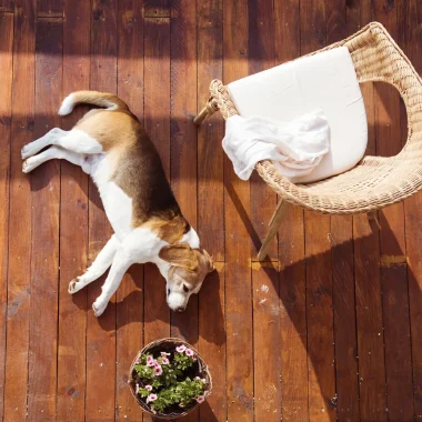 Hébergements dog-friendly