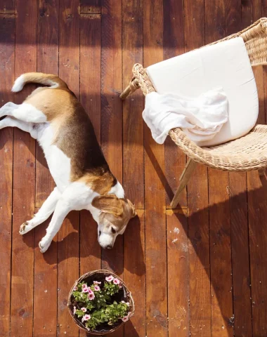 Hundefreundliche Unterkünfte