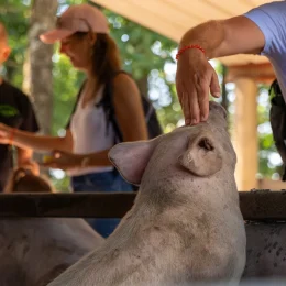 Une matinée à la ferme de Caroline, entre cochons, châtaignes et brebis