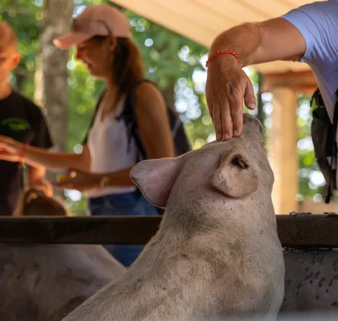 Une matinée à la ferme de Caroline, entre cochons, châtaignes et brebis