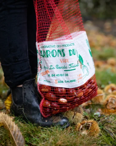 Rando-cueillette : une après-midi dans la châtaigneraie