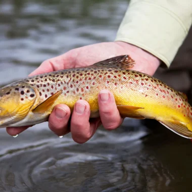 pêche de la Truite fario