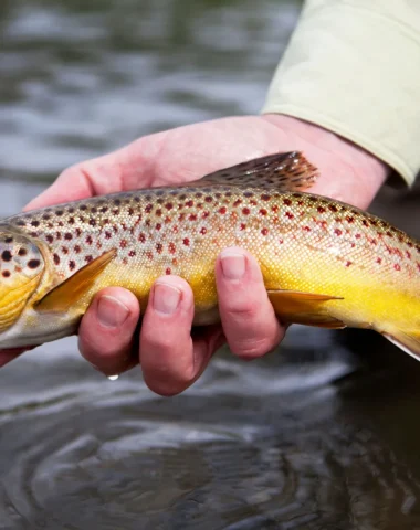 pêche de la Truite fario