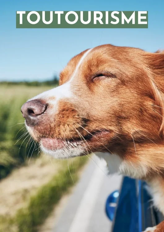 Venir avec mon chien